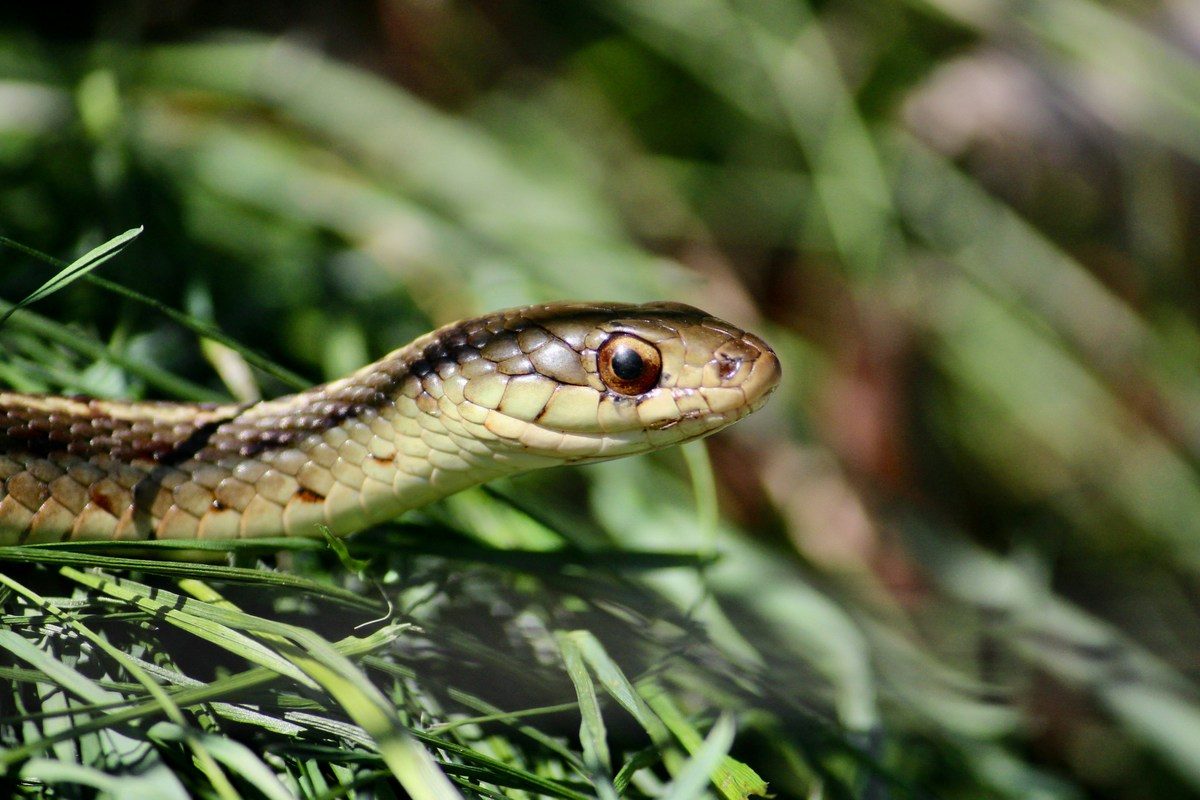 4 Dangerous Diseases That Can Be Spread by Snakes