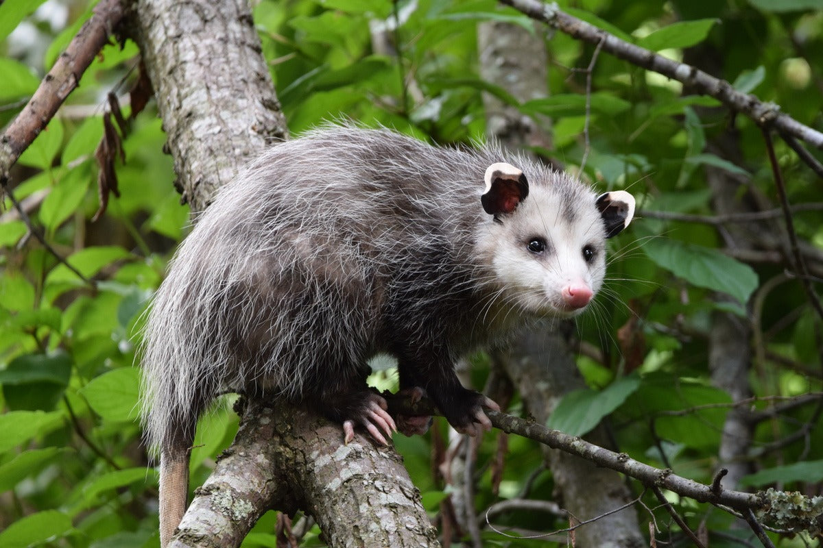 5 Places Opossums Nest In and Around Homes