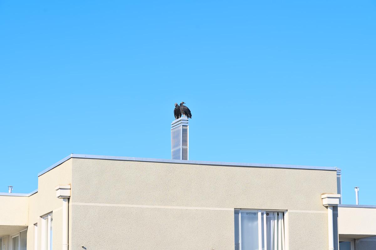 How to Handle Vultures Nesting on Buildings: A Step by Step Guide