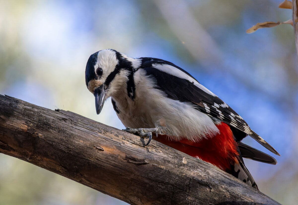 How to Prevent a Woodpecker Problem