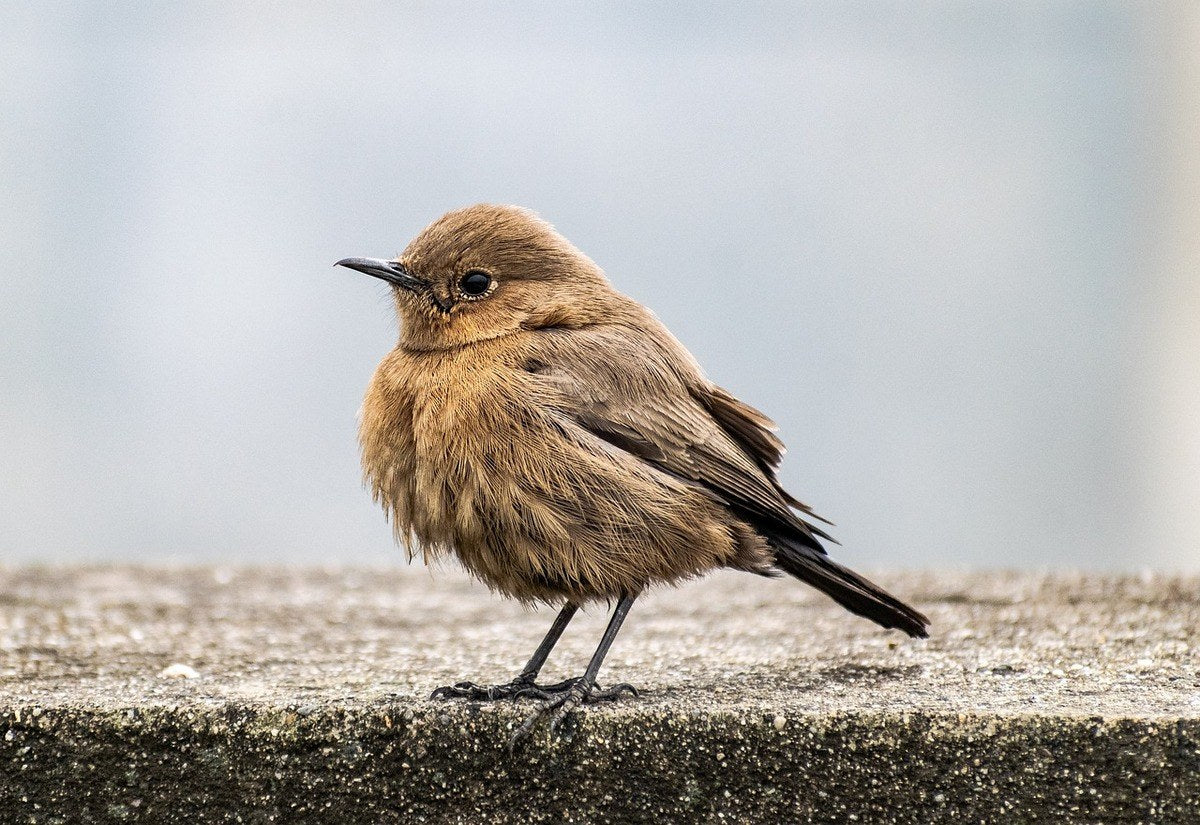 small bird near house