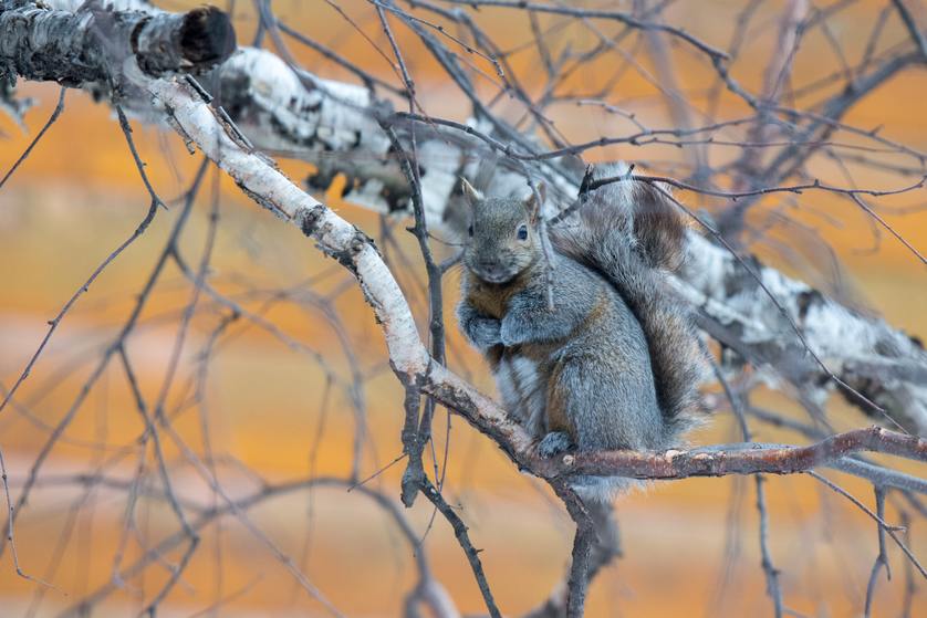 How to Stop Squirrels from Getting On Your Roof