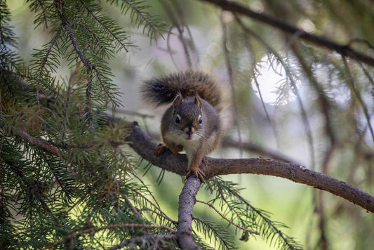 Protect Your Power Lines and Preserve Wildlife with Critter Guard