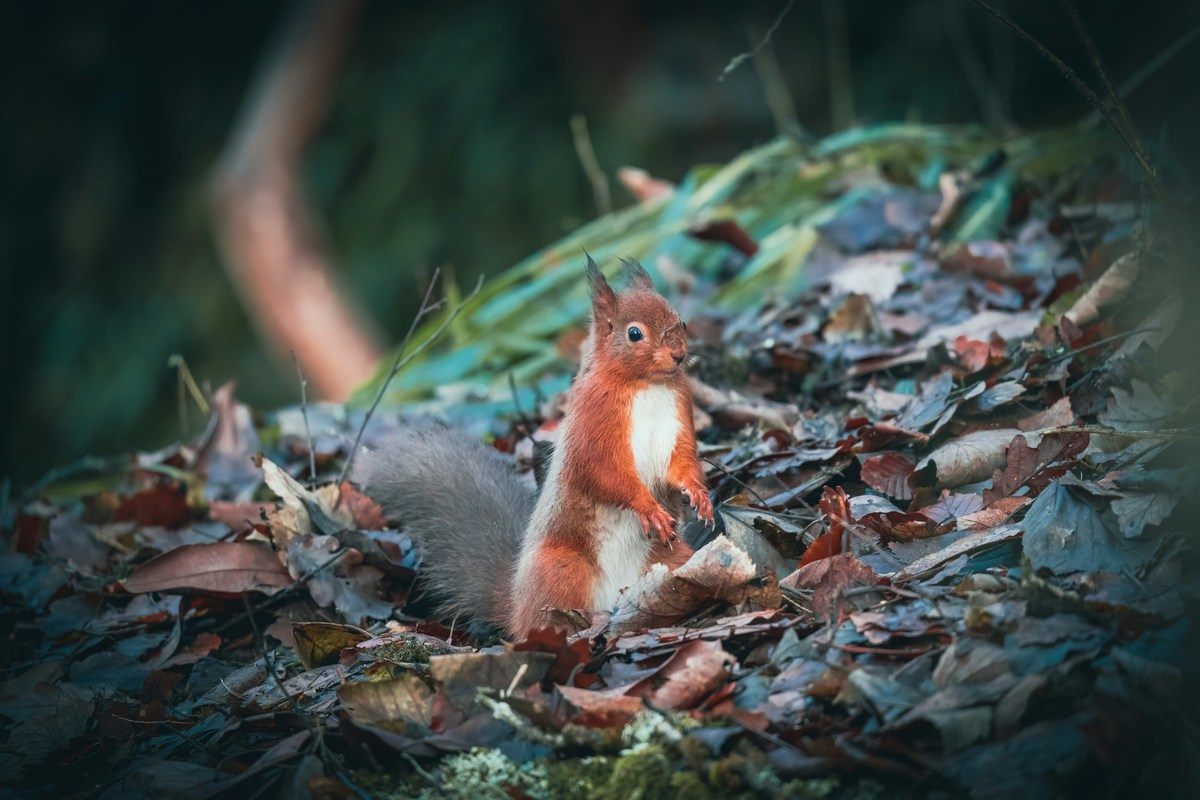 The Challenges of Dealing with Red Squirrels