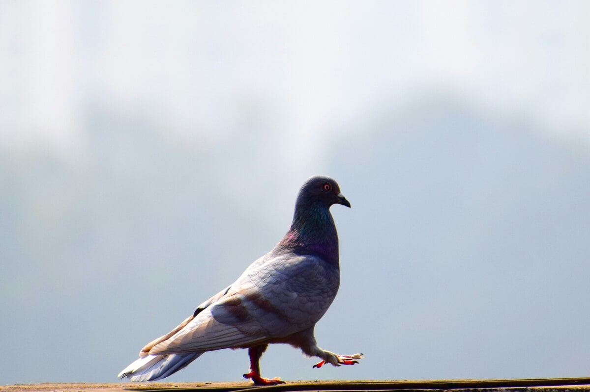 The Impact of Pigeons on Your Property