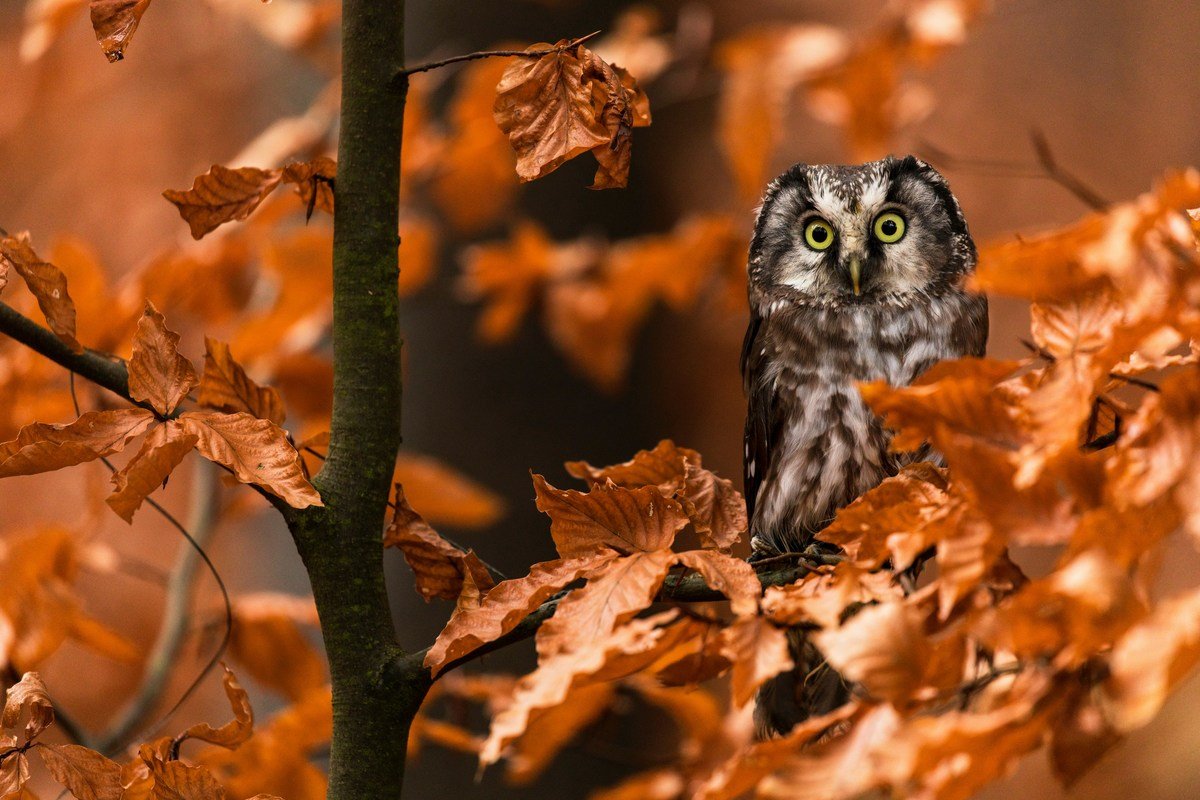 When Owls Become Pests: Potential Dangers of Owls