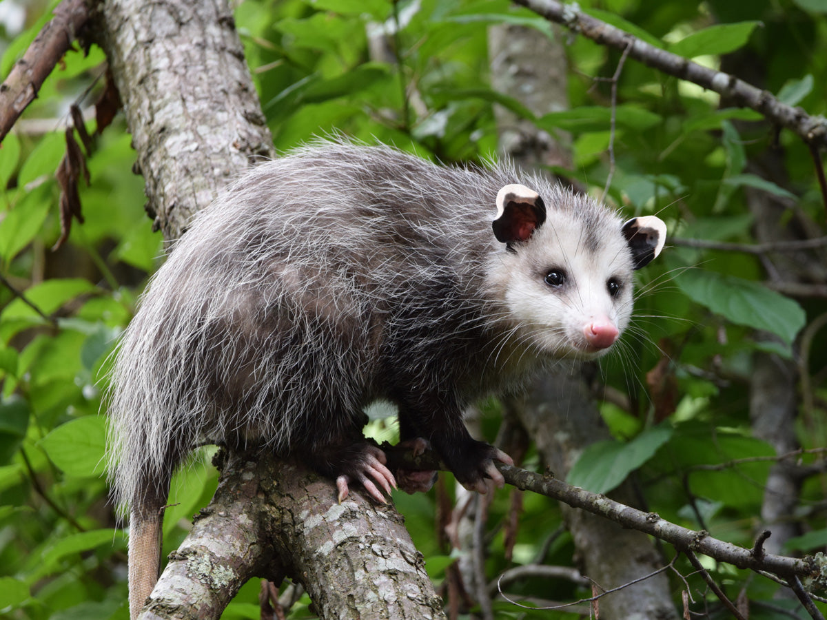 opossum climbing a tree branch