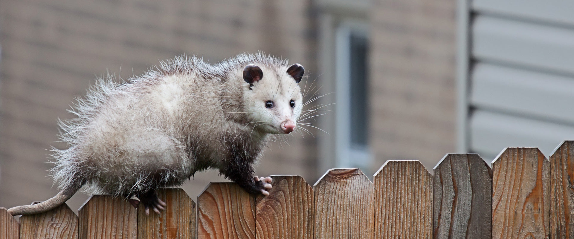 possum guard for power lines and wires