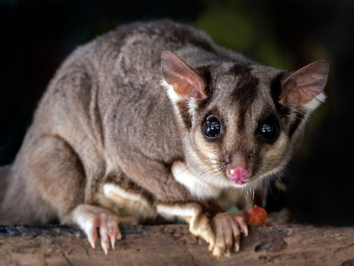 close up photo of possum